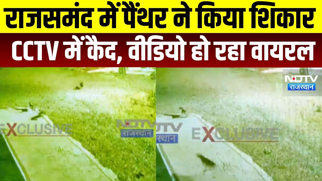 panther: राजसमंद में पैंथर ने किया शिकार, वीडियो वायरल । Top News । Breaking News