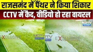 panther: राजसमंद में पैंथर ने किया शिकार, वीडियो वायरल । Top News । Breaking News