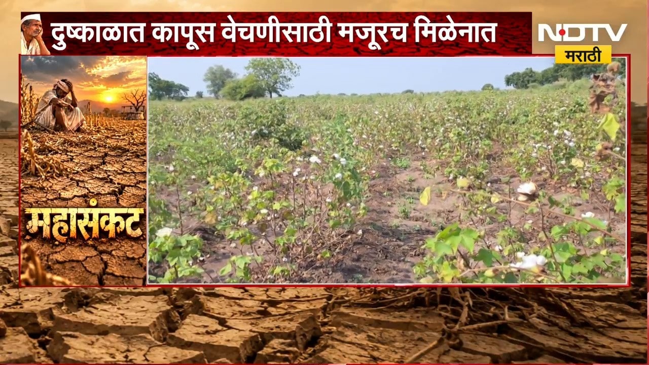 Nandurbar जिल्ह्यातील शेतकरी दुहेरी संकटात, दुष्काळात कापूस वेचणीसाठी मजूरच मिळेनात | NDTV Marathi