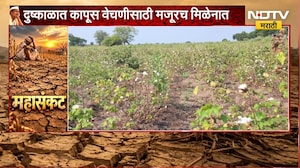 Nandurbar जिल्ह्यातील शेतकरी दुहेरी संकटात, दुष्काळात कापूस वेचणीसाठी मजूरच मिळेनात | NDTV Marathi