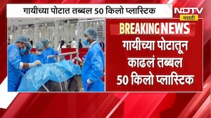 Mumbai मधील गाई-म्हशींच्या आरोग्याचा गंभीर प्रश्न, गायीच्या पोटातून काढलं तब्बल 50 किलो प्लास्टिक