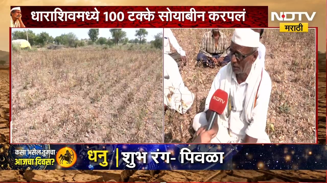 Dharashiv Drought | धाराशिवमध्ये पेरलेलं सोयाबीन करपलं, शेतकरी संकटात | NDTV Marathi