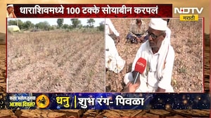 Dharashiv Drought | धाराशिवमध्ये पेरलेलं सोयाबीन करपलं, शेतकरी संकटात | NDTV Marathi