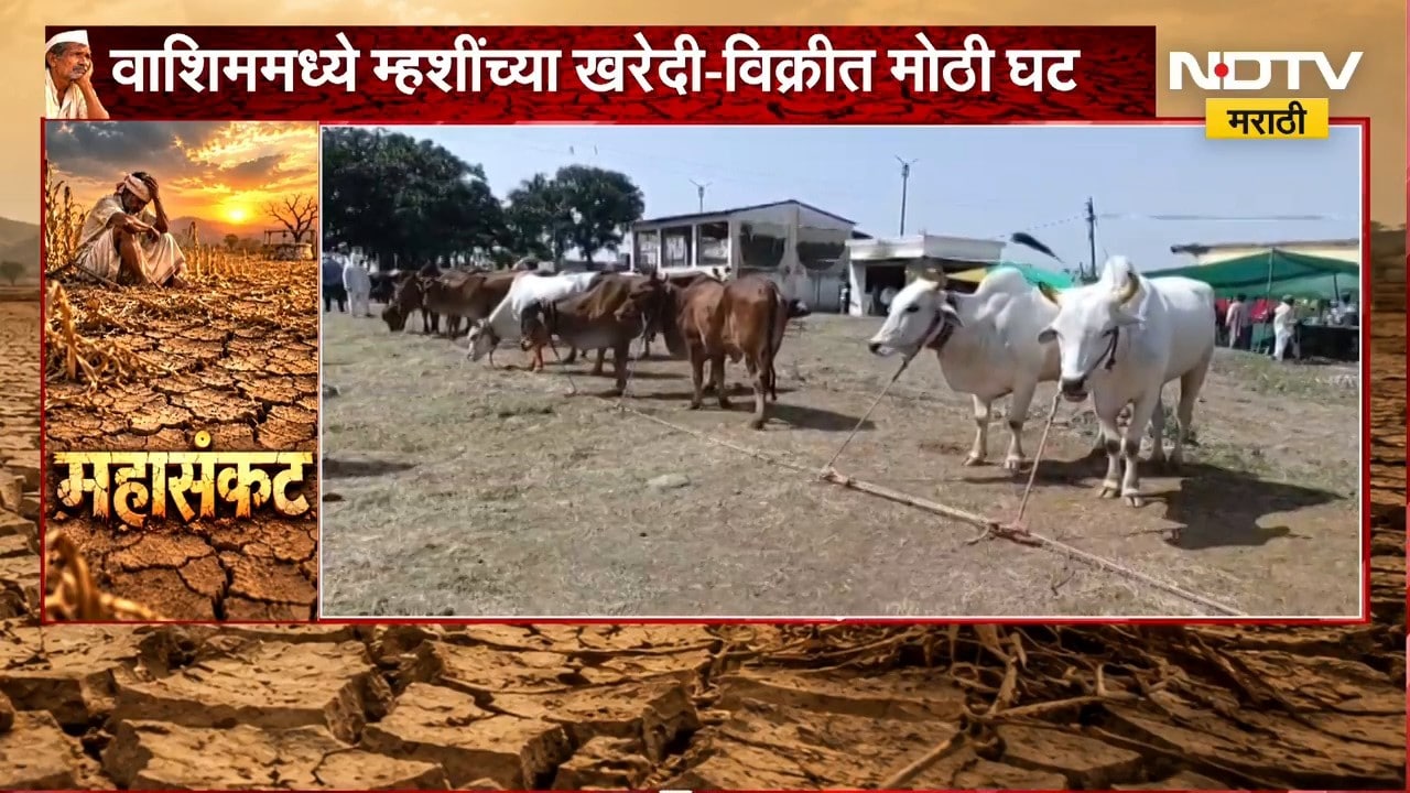 Washim Drought | चारा आणि पाणीटंचाईची शेतकऱ्यांना चिंता, पशुबाजार ओस पडू लागला | NDTV Marathi