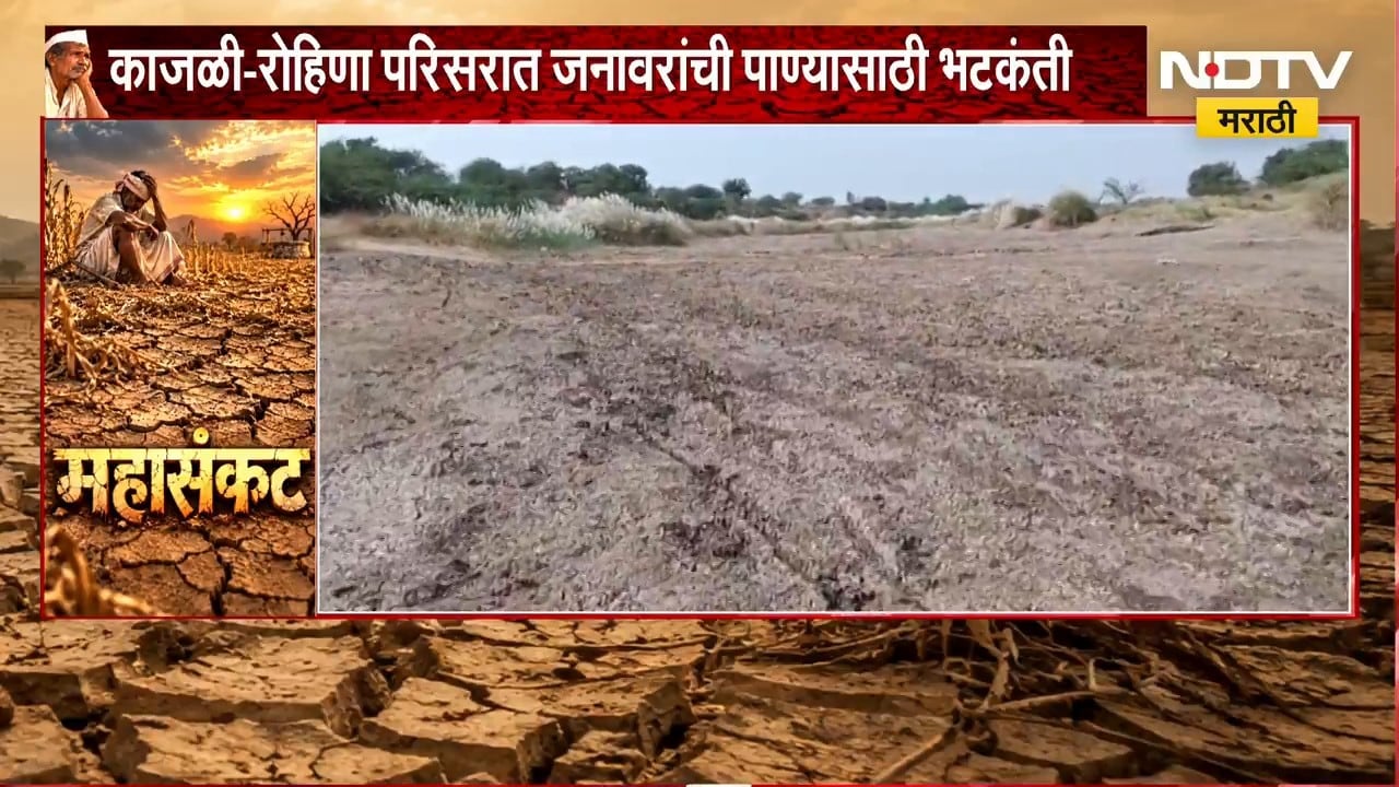 Parbhani Drought | सेलूमध्ये दुधना नदीपात्र कोरडेठाक, जनावरांची पाण्यासाठी भटकंती