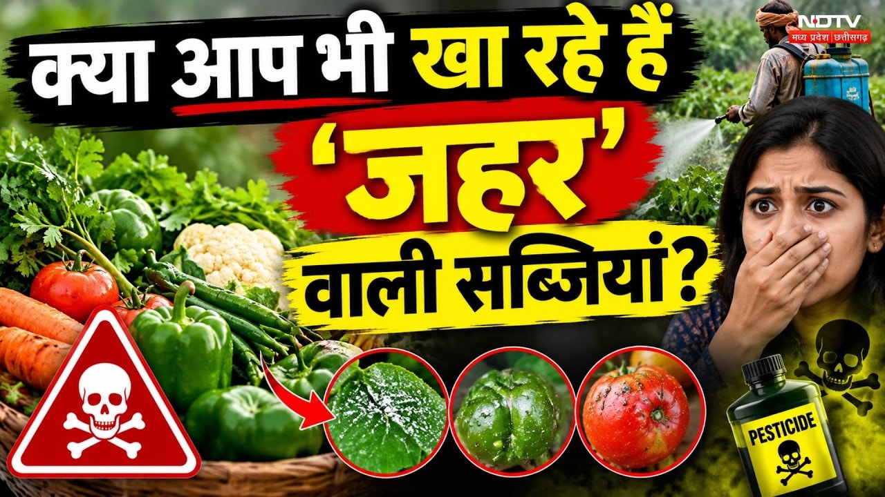 Vegetable Farming News: नाले के पानी से उग रहीं सब्जियां, Shivpuri की होश उड़ाने वाली Ground Report!