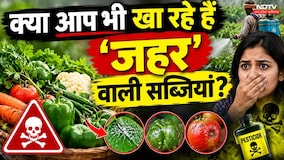 Vegetable Farming News: नाले के पानी से उग रहीं सब्जियां, Shivpuri की होश उड़ाने वाली Ground Report!