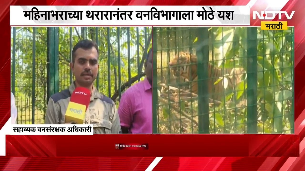 Chandrapur| चंद्रपूरातील नरभक्षक वाघ अखेर जेरबंद!, महिन्याभराच्या थरारानंतर वनविभागाला मोठं यश |NDTV