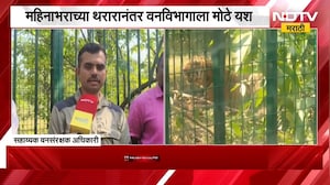 Chandrapur| चंद्रपूरातील नरभक्षक वाघ अखेर जेरबंद!, महिन्याभराच्या थरारानंतर वनविभागाला मोठं यश |NDTV