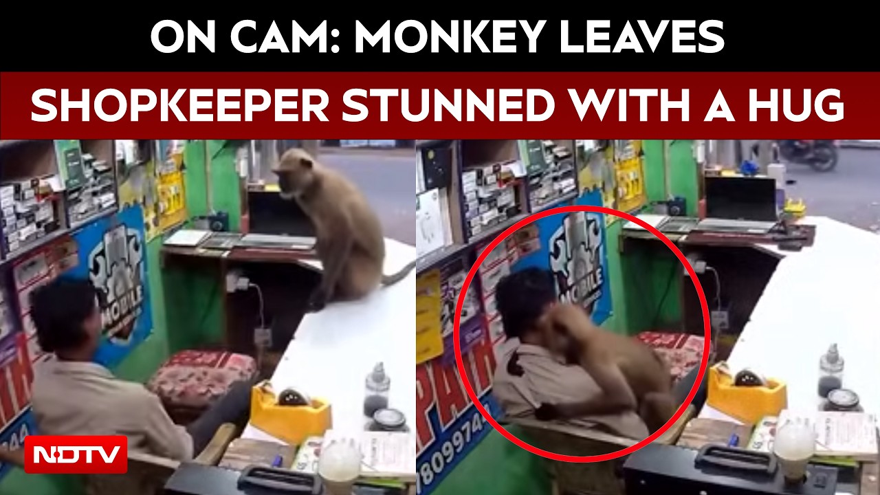 On Camera: Monkey Leaves Shopkeeper Stunned With Hug In Odisha