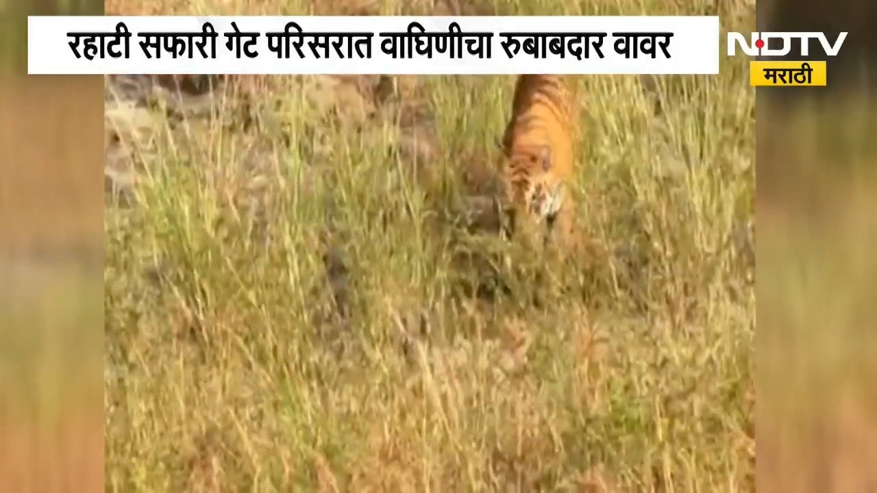 Wardha | Tiger | रहाटी सफारी गेट परिसरात 'पिंकी' वाघिणीचा रुबाबदार वावर | NDTV Marathi