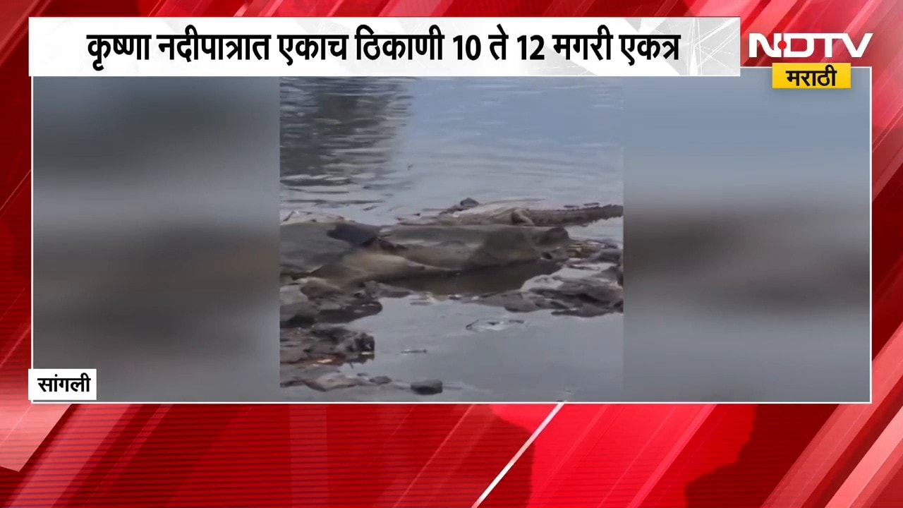 Sangli Crocodiles | सांगलीत दुर्मिळ दृश्य, कृष्णा नदीपात्रात एकाच ठिकाणी 10 ते 12 मगरी एकत्र | NDTV