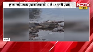 Sangli Crocodiles | सांगलीत दुर्मिळ दृश्य, कृष्णा नदीपात्रात एकाच ठिकाणी 10 ते 12 मगरी एकत्र | NDTV