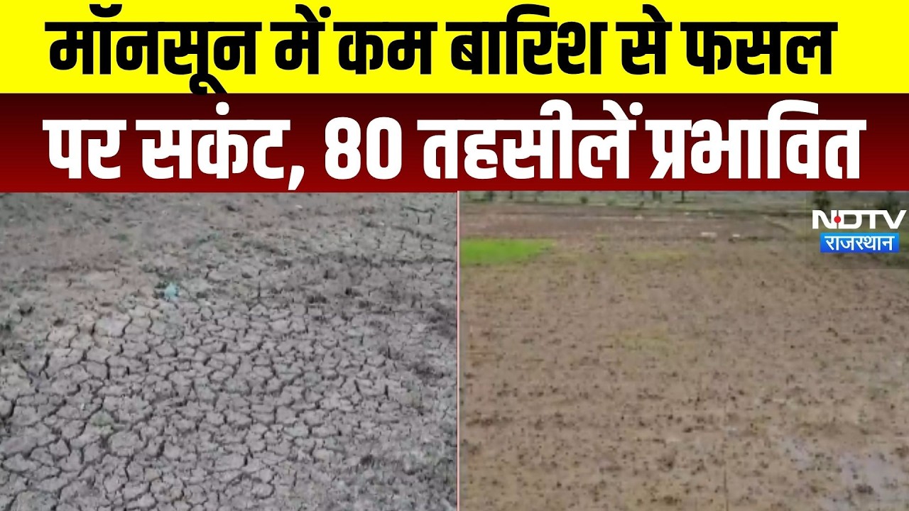 Weather Alert: मॉनसून में कम बारिश से फसल पर संकट, 80 तहसीलें प्रभावित  । Top News । Breaking News
