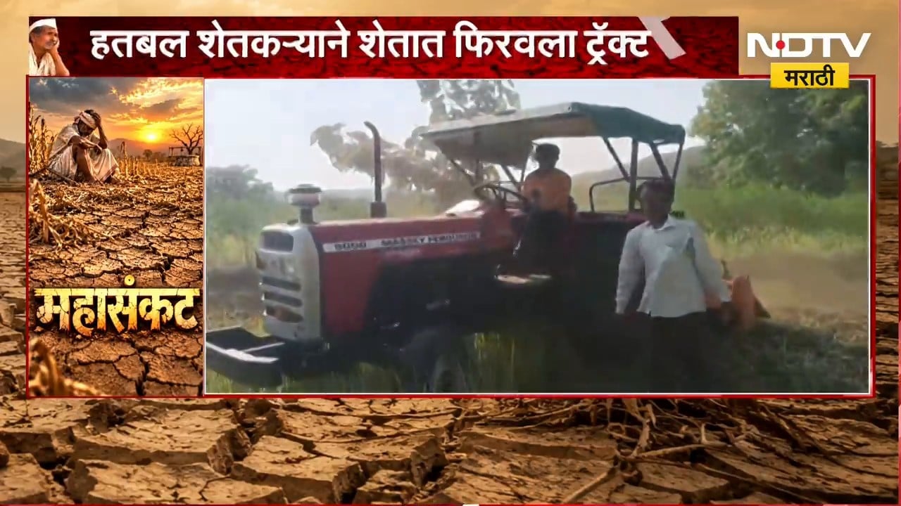 Drought Effect | हतबल शेतकऱ्याने शेतात फिरवला ट्रॅक्टर, नागभीड तालुक्यातील घटना | NDTV Marathi
