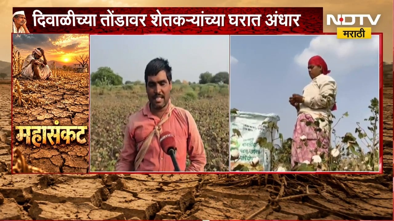 Drought Effect | बीडमध्ये पांढऱ्या सोन्याने शेतकऱ्यांना रडवलं, यंदा 30 क्विंटलही अवघड | NDTV Marathi