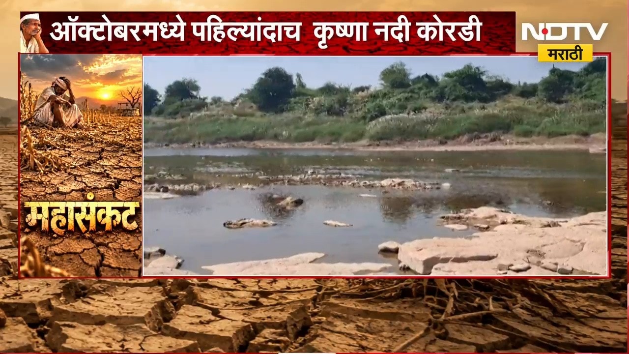 Sangli| कृष्णा नदी ऑक्टोबरमध्ये पहिल्यांदाच कोरडीठाक, कोयना धरणातील पाणी नदीत सोडण्याची मागणी | NDTV