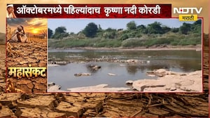Sangli| कृष्णा नदी ऑक्टोबरमध्ये पहिल्यांदाच कोरडीठाक, कोयना धरणातील पाणी नदीत सोडण्याची मागणी | NDTV