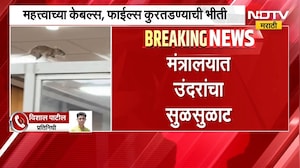 Mumbai Mantralaya | मंत्रालयात उंदरांचा सुळसुळाट; महत्त्वाच्या केबल्स, फाईल्स कुरतडण्याची भीती