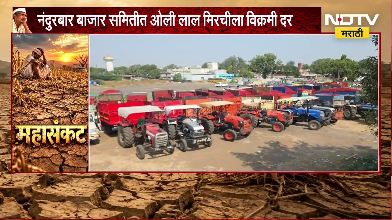 Nandurbar | नंदुरबारमध्ये ओल्या लाल मिरचीला विक्रमी दर, मात्र शेतकऱ्यांच्या पदरी निराशा | NDTV