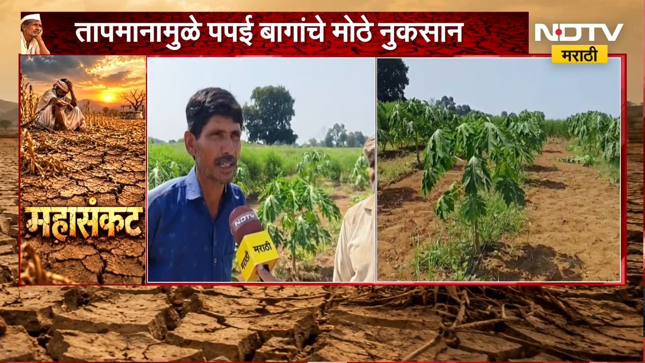 Jalgaon Drought | दुष्काळाचा फळबागांना मोठा फटका, तापमानामुळे जळगावात पपई बागांचे मोठे नुकसान