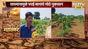 Jalgaon Drought | दुष्काळाचा फळबागांना मोठा फटका, तापमानामुळे जळगावात पपई बागांचे मोठे नुकसान