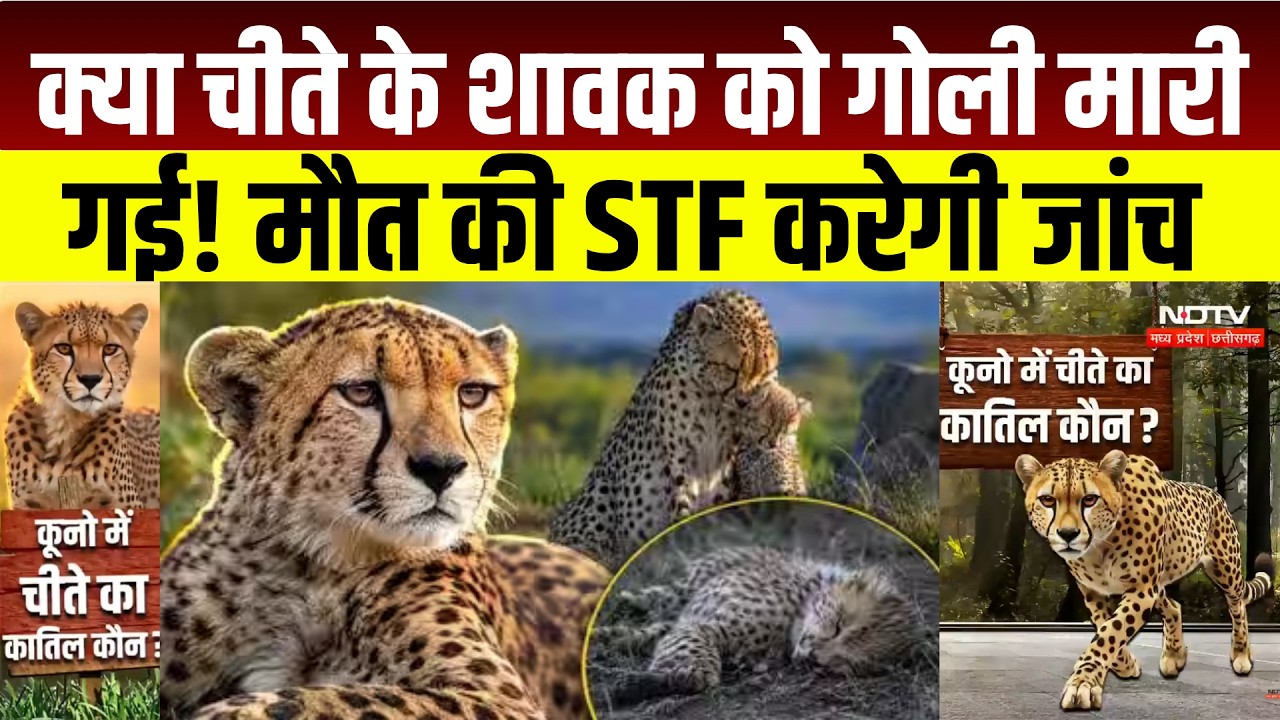 Madhya Pradesh Cheetah Death: मादा चीता निर्वा के 19 महीने के शावक की मौत, STF करेगी जांच । Breaking