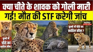 Madhya Pradesh Cheetah Death: मादा चीता निर्वा के 19 महीने के शावक की मौत, STF करेगी जांच । Breaking