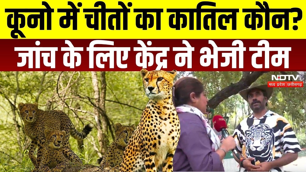 Kuno National Park: गोली के 5 छर्रे लगने से चीते के शावक की मौत, जांच के लिए हाईलेवल टीम | Breaking