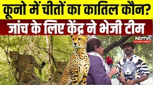 Kuno National Park: गोली के 5 छर्रे लगने से चीते के शावक की मौत, जांच के लिए हाईलेवल टीम | Breaking