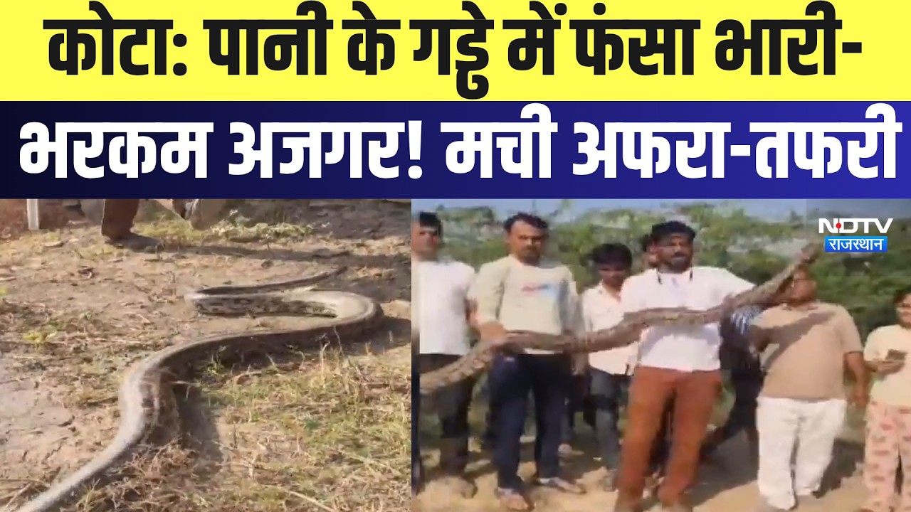 Kota News:  पानी के गड्ढे में फंसा भारी-भरकम अजगर! मची अफरा-तफरी | Viral Video | Top News