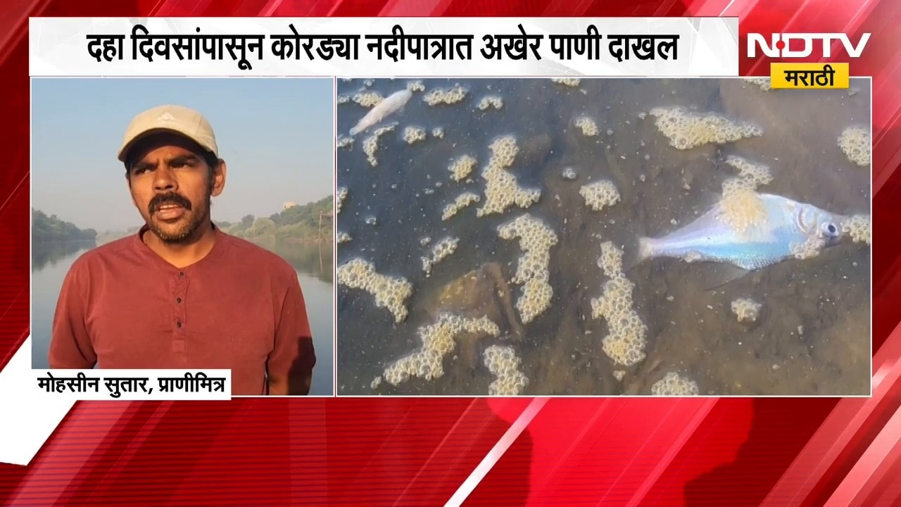 Sangli । कारखान्यांकडून मळीमिश्रित पाणी सोडल्याने सांगलीतील कृष्णतेतील हजारो मासे मृत । NDTV मराठी