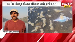 Sangli । कारखान्यांकडून मळीमिश्रित पाणी सोडल्याने सांगलीतील कृष्णतेतील हजारो मासे मृत । NDTV मराठी