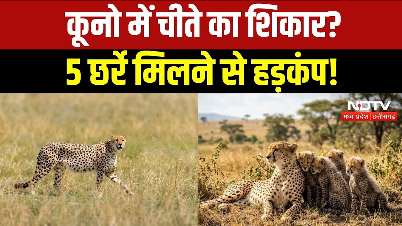 Kuno Cheetah Death: कूनो में कौन है शिकारी? 24 से ज्यादा लोग हिरासत में! MP News | Breaking News