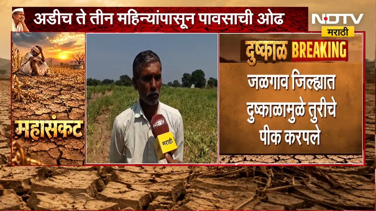 पावसाची पूर्ण ओढ, Jalgaon जिल्ह्यात दुष्काळामुळे तुरीचं पीक करपलं, NDTV मराठीचा  Ground Report
