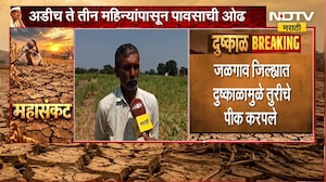 पावसाची पूर्ण ओढ, Jalgaon जिल्ह्यात दुष्काळामुळे तुरीचं पीक करपलं, NDTV मराठीचा  Ground Report