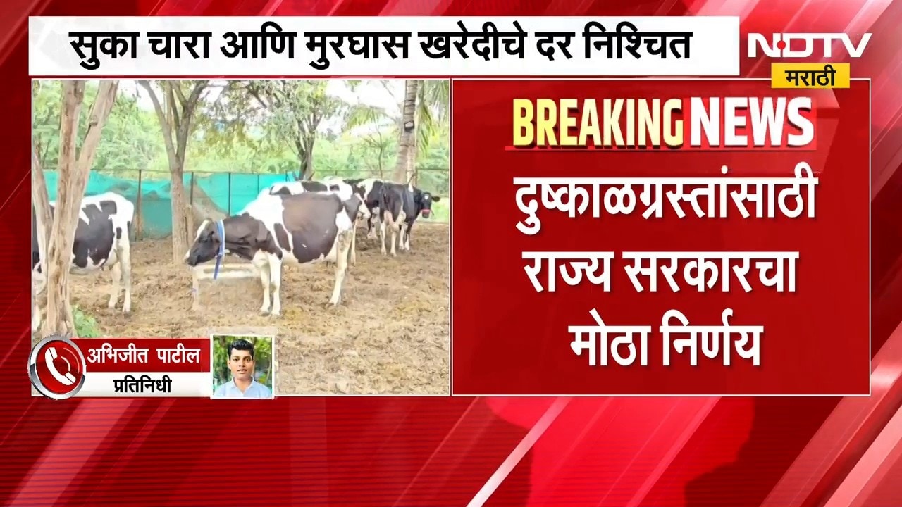 सुका चारा 12 रुपये, मुरघास 8 रुपये प्रति किलो दर, दुष्काळग्रस्तांसाठी राज्य सरकारचा मोठा निर्णय