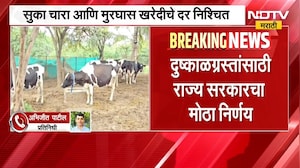 सुका चारा 12 रुपये, मुरघास 8 रुपये प्रति किलो दर, दुष्काळग्रस्तांसाठी राज्य सरकारचा मोठा निर्णय