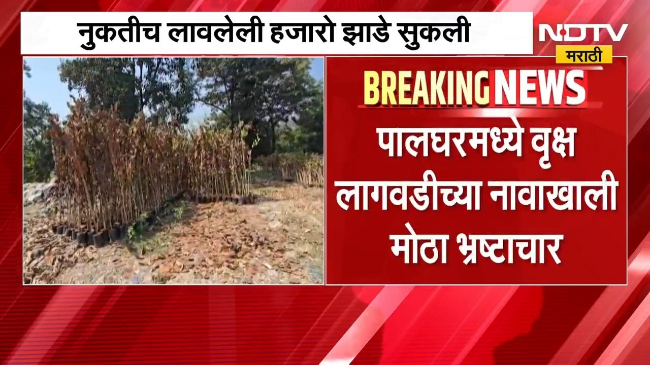 Palghar | पालघरमध्ये वृक्ष लागवडीच्या नावाखाली मोठा भ्रष्टाचार झाल्याचा आरोप, हजारो झाडे सुकली