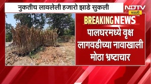 Palghar | पालघरमध्ये वृक्ष लागवडीच्या नावाखाली मोठा भ्रष्टाचार झाल्याचा आरोप, हजारो झाडे सुकली