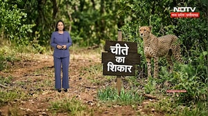 MP News : Kuno National Park में Cheetah का शिकार, 6 वनकर्मी सस्पेंड और 2 आरोपी गिरफ्तार । Breaking