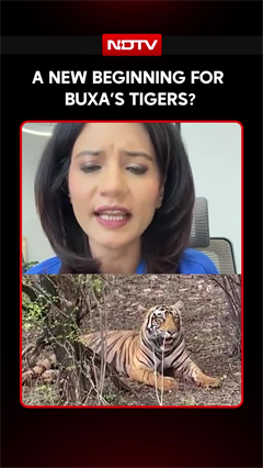 Buxa Roars Again: Tigress From Bihar Marks Tiger Comeback In Bengal Reserve
