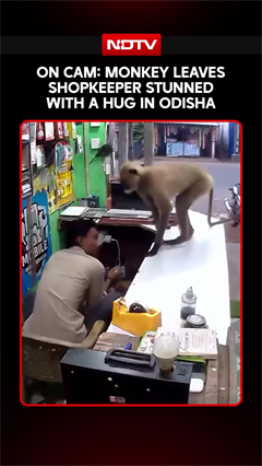 On Camera: Monkey Leaves Shopkeeper Stunned With Adorable Hug In Odisha