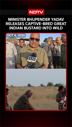Great Indian Bustard Rewilding Hits Major Milestone With Release Of Captive-Bred Birds In Jaisalmer