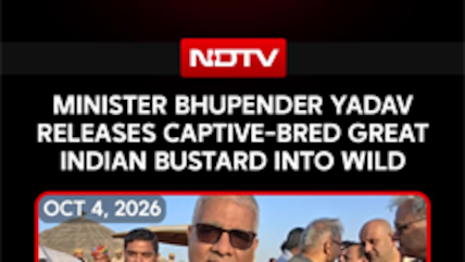 Great Indian Bustard Rewilding Hits Major Milestone With Release Of Captive-Bred Birds In Jaisalmer