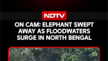 On Cam: Elephant Swept Away As Floodwaters Surge In North Bengal
