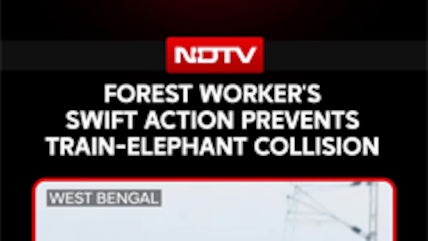 Elephant Herd Escapes Danger On Bagdogra-Naxalbari Track After Forest Worker's Swift Intervention