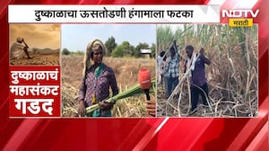 Ailyanagar Drought| दुष्काळाचा ऊसतोडणी हंगामाला फटका, ऊसतोड मजुरांसमोर उदरनिर्वाहाचं संकट | NDTV