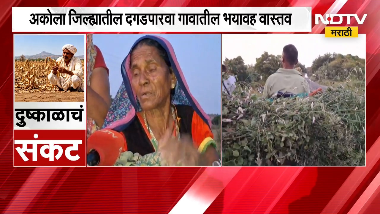 Akola Drought | दुष्काळाचं संकट गडद, बार्शीटाकळी तालुक्यात चाऱ्यासाठी शेतकऱ्यांची वणवण | NDTV