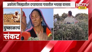 Akola Drought | दुष्काळाचं संकट गडद, बार्शीटाकळी तालुक्यात चाऱ्यासाठी शेतकऱ्यांची वणवण | NDTV